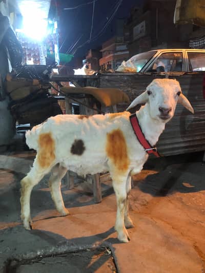 Sheep 2.5 month