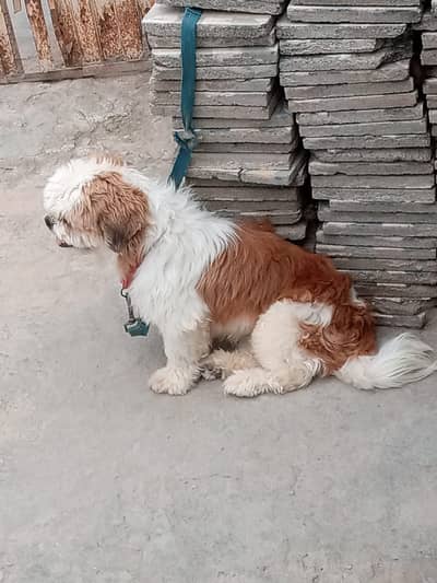 Bht acha dog ha sare batay sumjta ha