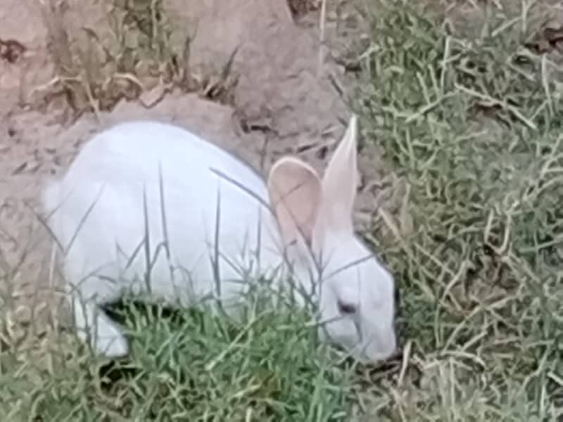 RABIT 0