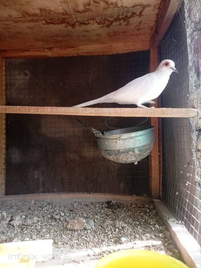 Dove Breeder Pair available