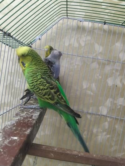 uk blood line exhibition breeder male available hy