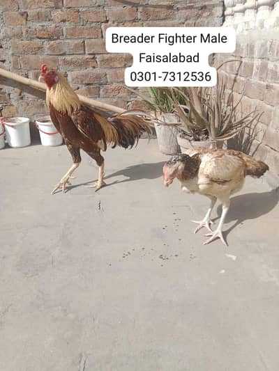 Aseel Male Aseel Female