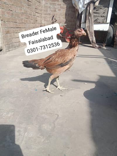 Aseel Female