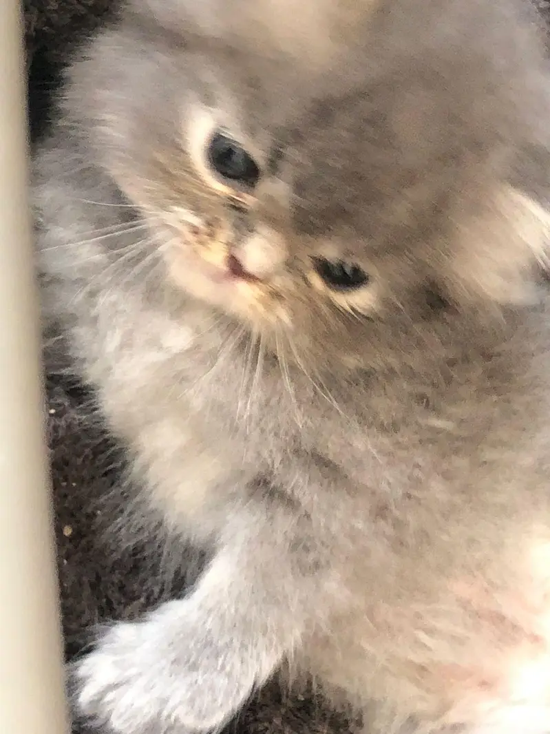 Persian kittens show quality