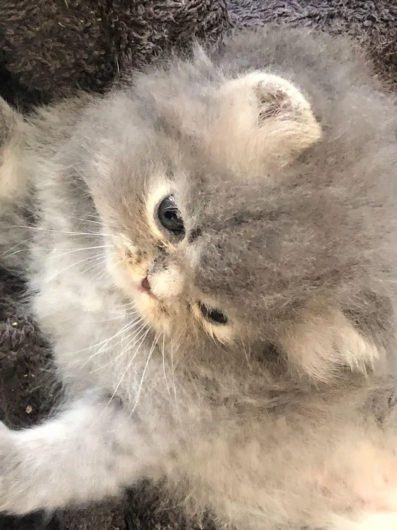 Persian kittens show quality — photo 2
