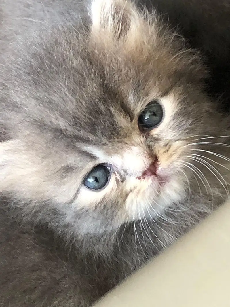 Persian kittens show quality — photo 3
