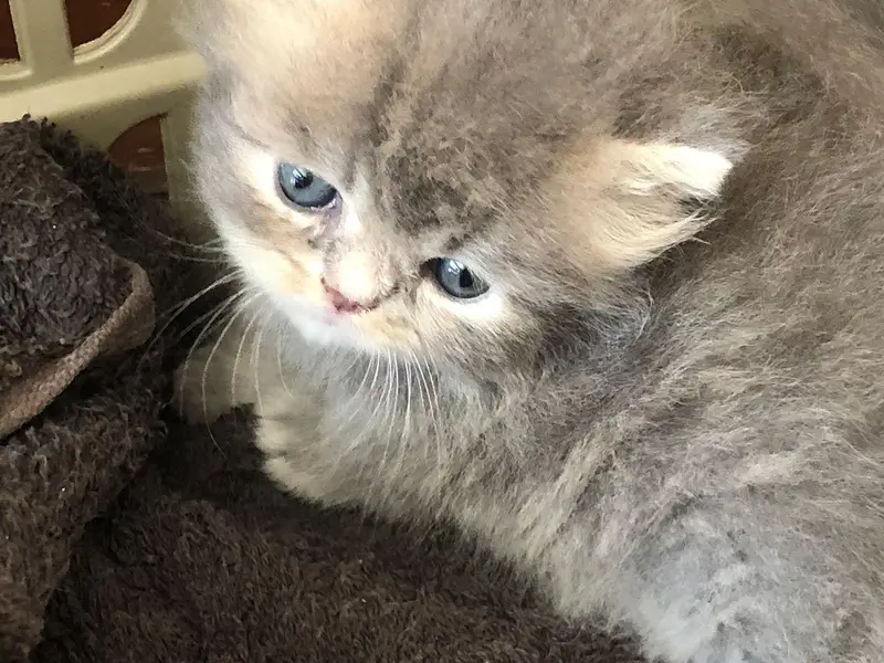 Persian kittens show quality — photo 4