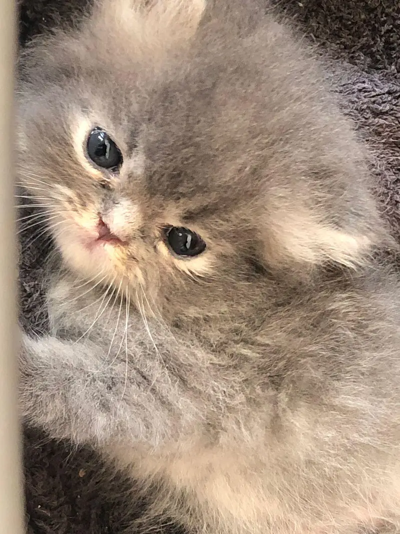 Persian kittens show quality — photo 5