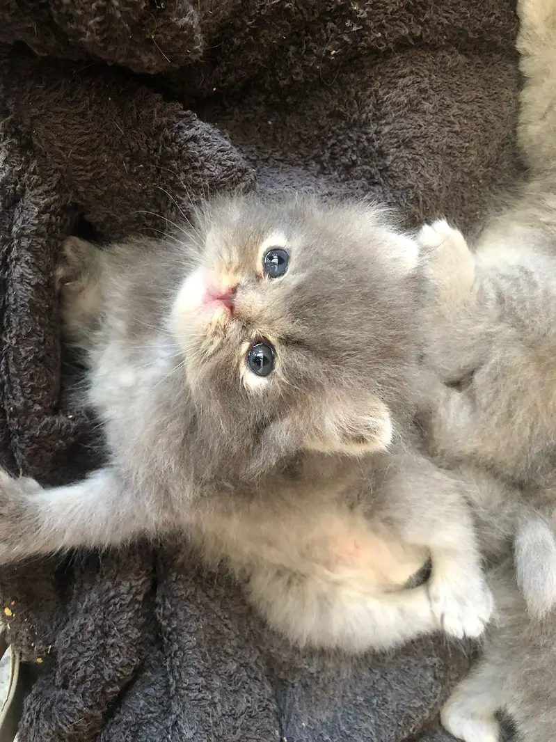 Persian kittens show quality — photo 6