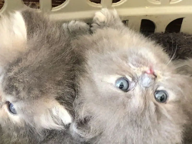 Persian kittens show quality — photo 7