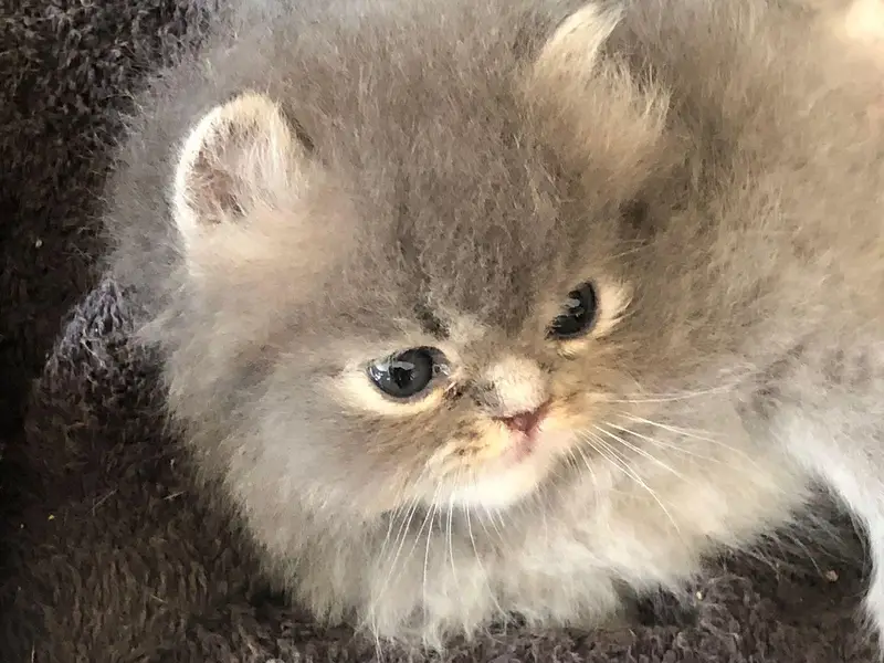 Persian kittens show quality — photo 8