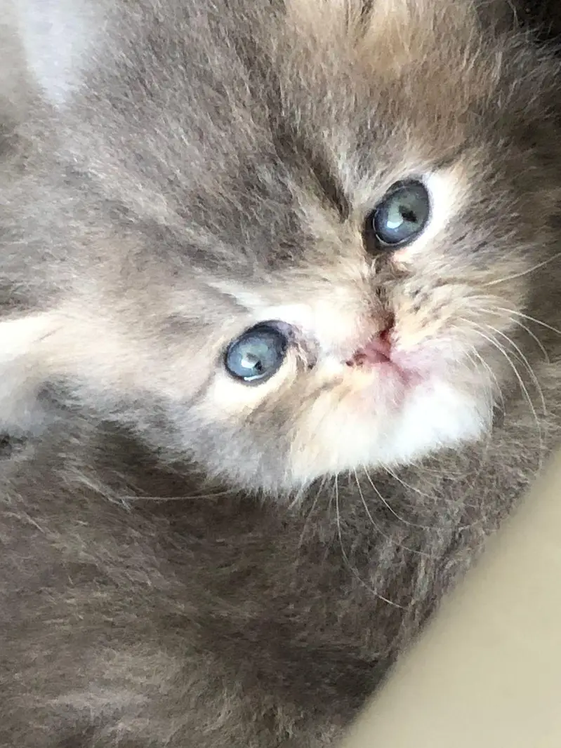 Persian kittens show quality — photo 9