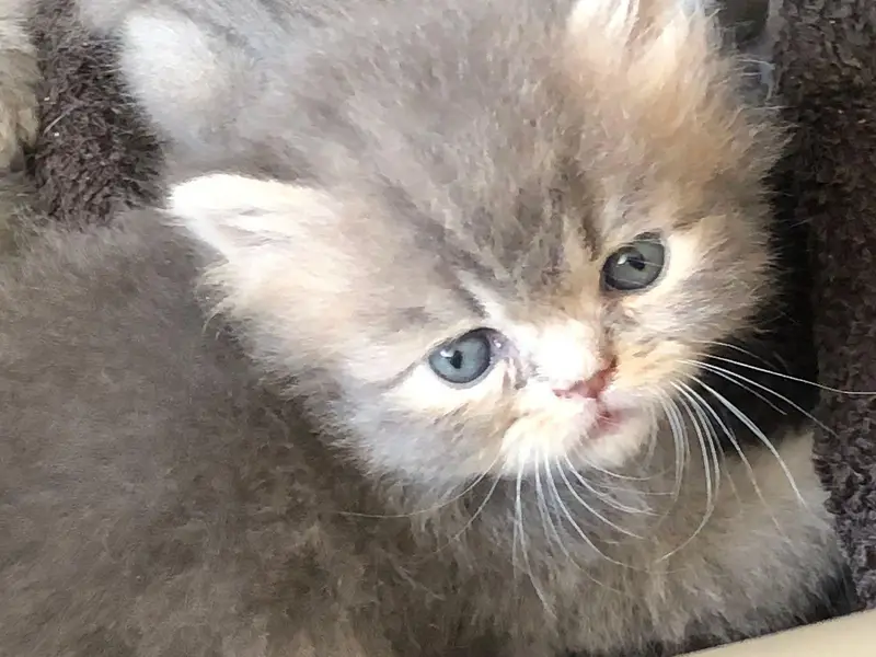 Persian kittens show quality — photo 10