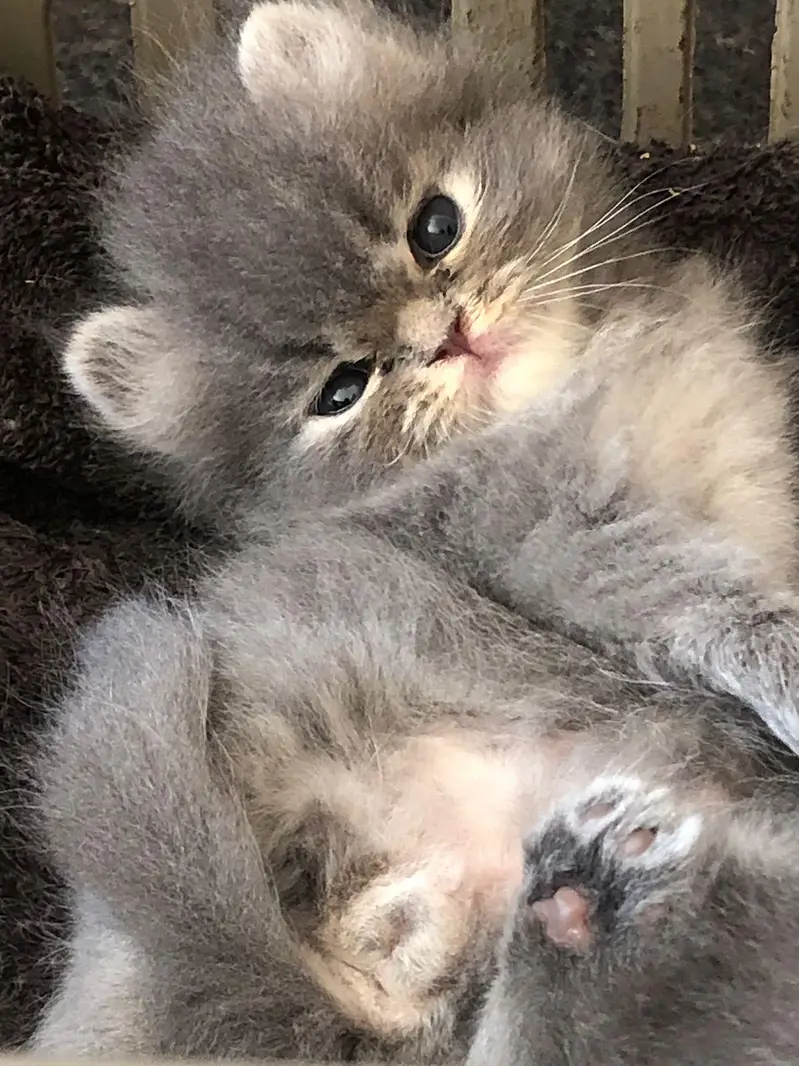 Persian kittens show quality — photo 11
