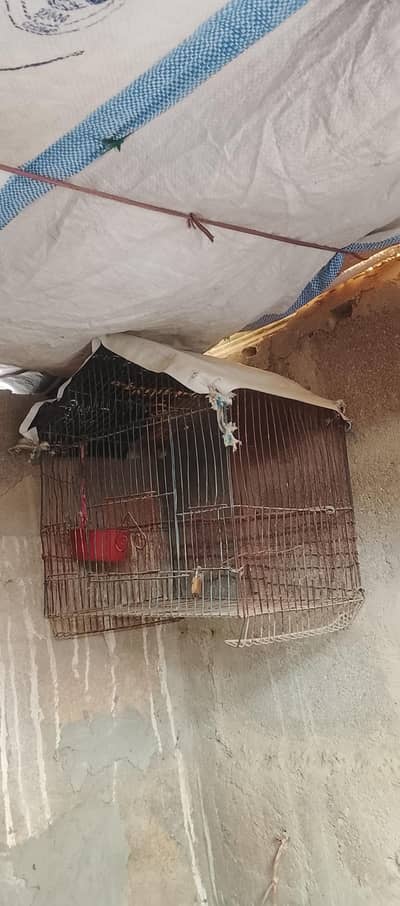 birds cage's