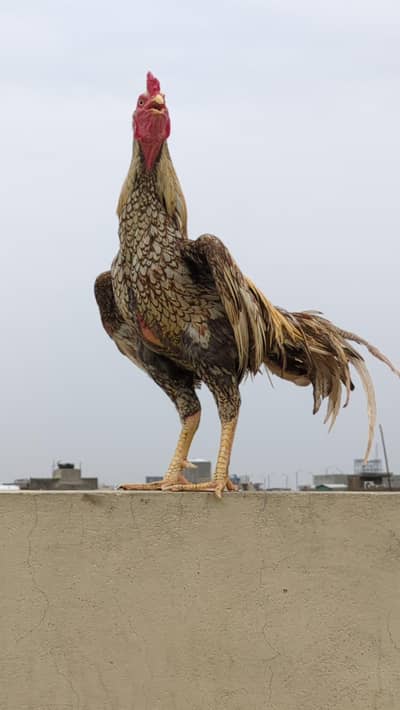 Aseel Murga Shajra