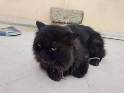 black cat for sale