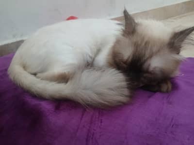 Persian Male Kitten For Sale