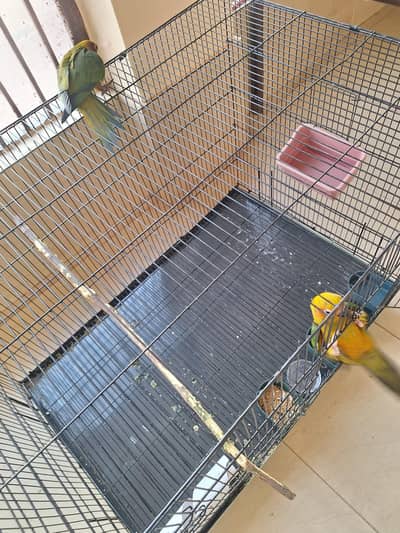 sunconures /handtamed/4month 2 chicks of sunconure