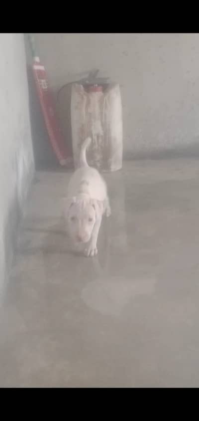 Kohati guiltar age 2 month female
