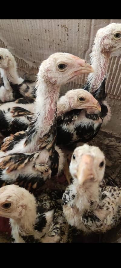 shamo chicks