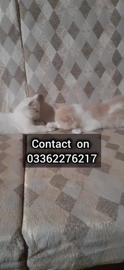 Adorable Kittens for Sale – Playful & Litter Trained