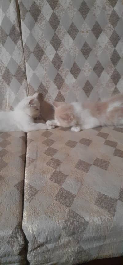 Adorable Kittens for Sale – Playful & Litter Trained