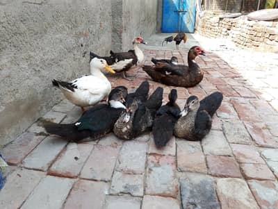 گھر کے پالے ھوئے مسکووی بطخ کے بچے صحت مند قیمت آپ لگائیں