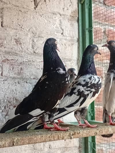 Rampuri. . Teddy. . immamdin Pigeon