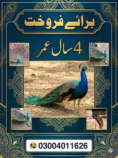 For sale black shoulder peacock