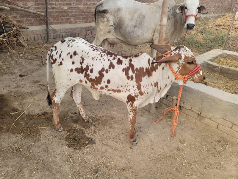 ساہیوال گائے اور ساتھ4 ماہ کی چینی وچھی 1