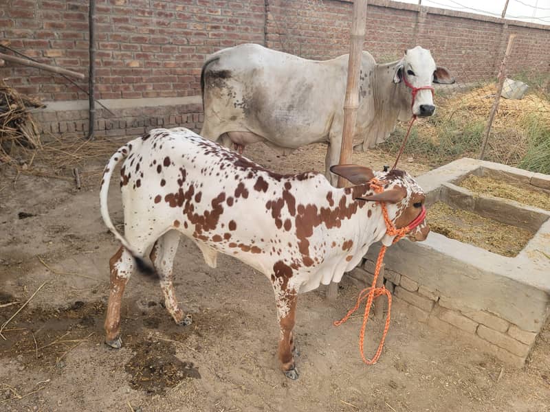 ساہیوال گائے اور ساتھ4 ماہ کی چینی وچھی 2