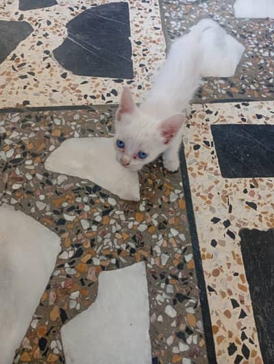 rusion cat for 2 month