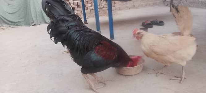 healthe and active hens 1 murgha or 2 murghi hai