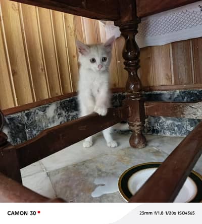 beautiful white persian cat