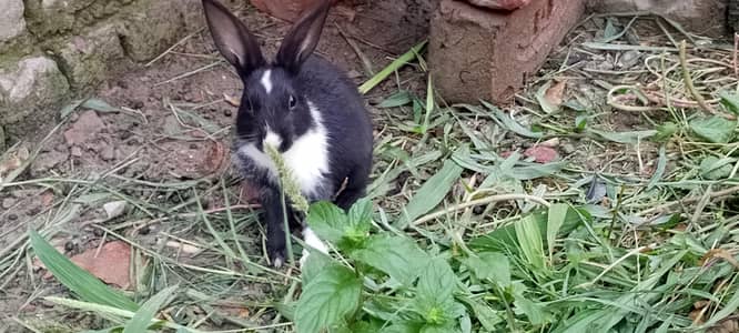 NEZ and Dutch rabbits