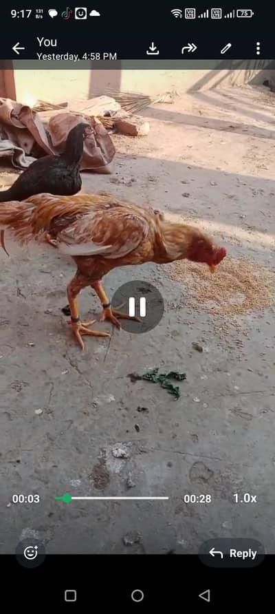 Pure aseel shamoo peela