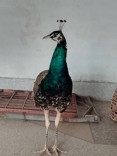 peacock blue shoulder male for sell