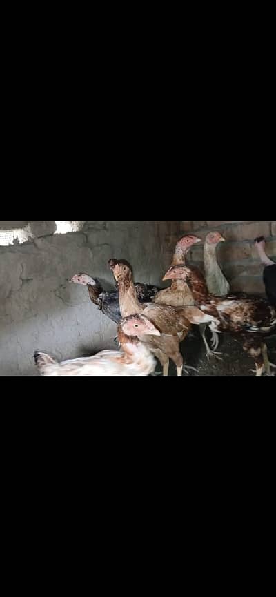 Aseel hens for sale
