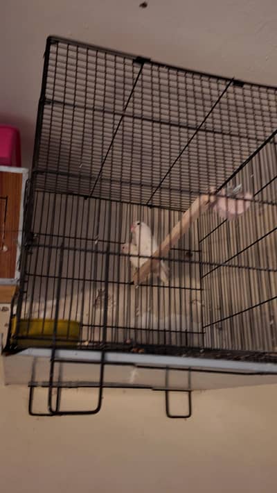 Pair of Red Eye Albino Lovebirds with Cage & Breeding Box for Sale