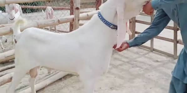 Rajanpuri Bakra For Sale Call Now 03460423873
