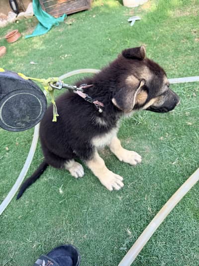 Stock coat german shepherd female puppy