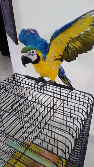 Blue And Gold Macaw Near To Self Chick