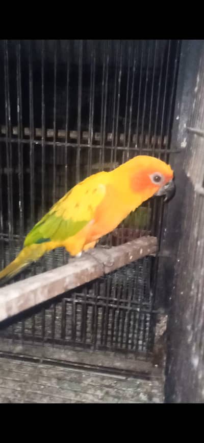 Sun Conure Male. . . Fly Ishu . . Baki All ok With DNA