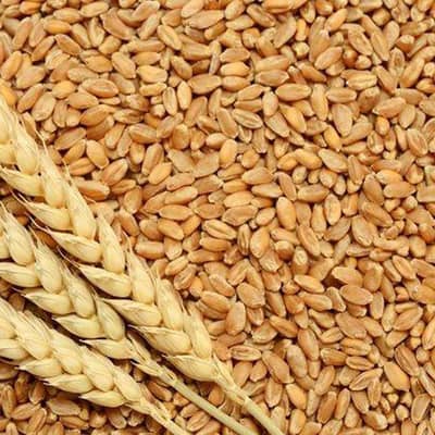 Fresh gandum for sale