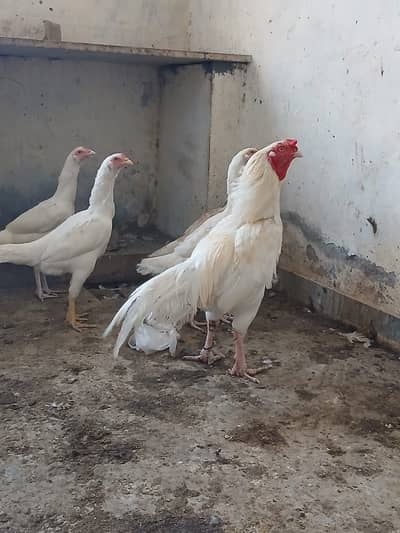 Aseel murghian murgha for sale 03255247137 wtsap