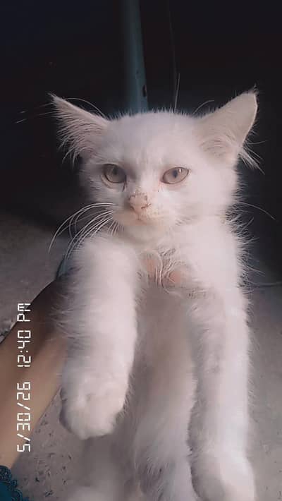 cat kittens for sale