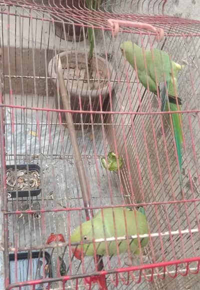 two beautiful parrots for urgent sale