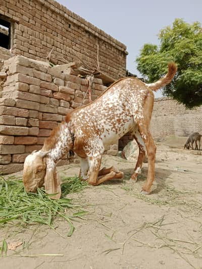 Aoa y Bakra forr sale hai urgent agar Kisi bahi ko zarurat ho rabta kr