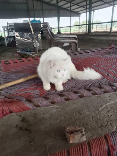 Persian cat for sale